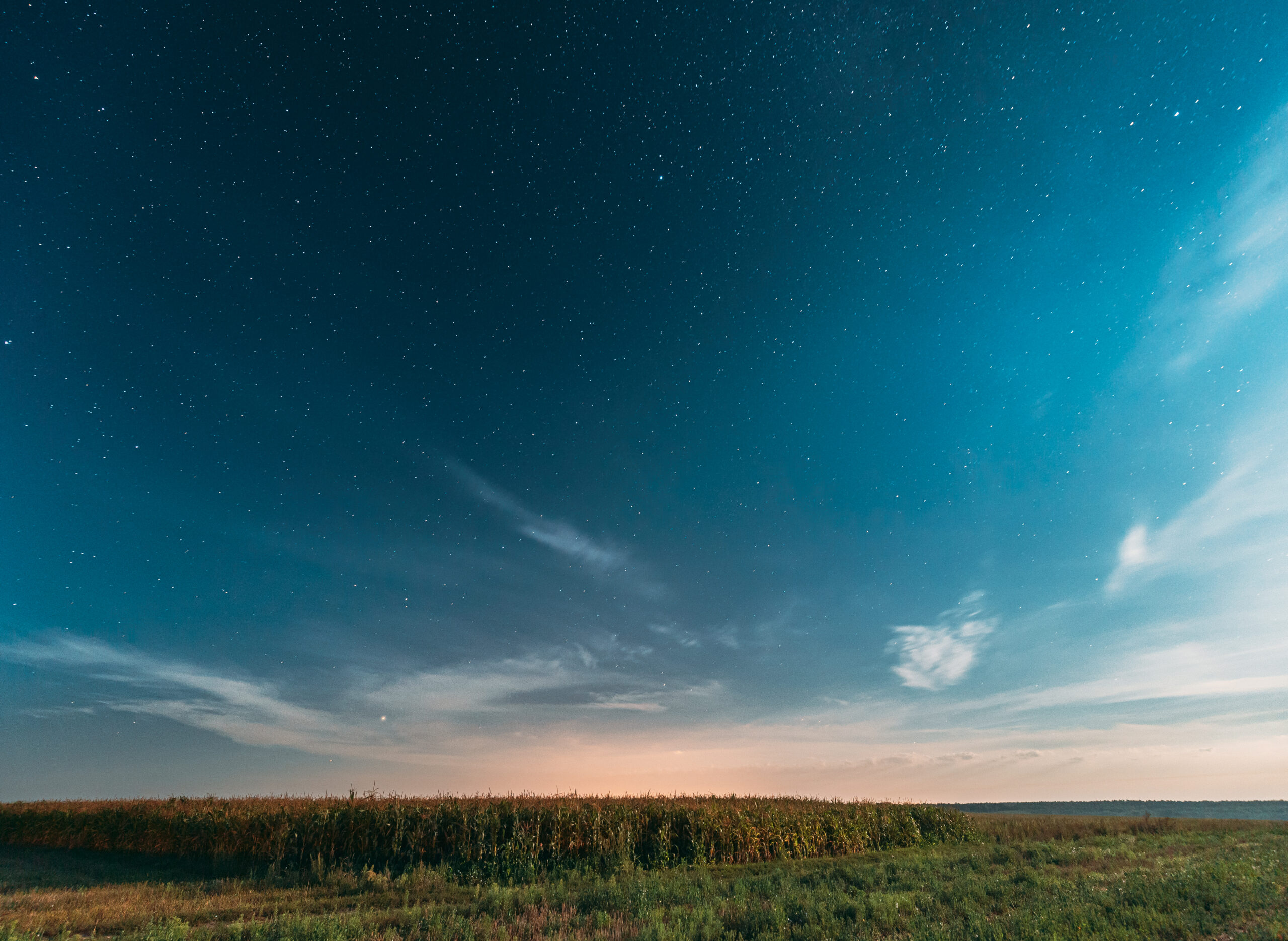 Real Night Starry Sky Above corn Field maize Plantation. Natural Glowing Stars Above Rural Landscape. Agricultural Landscape under Starry Sky.